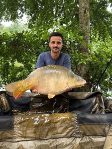 Mirror Carp