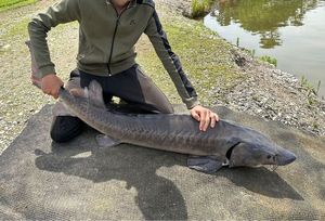Sturgeon