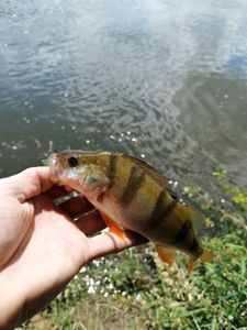 European Perch