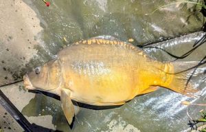 Common Carp
