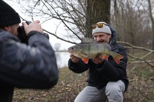 European Perch