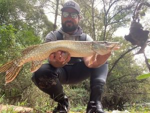 Northern Pike