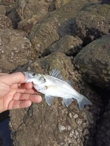 European Bass (Seabass)