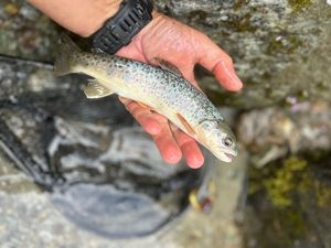 Brown Trout