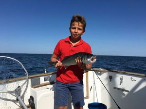 European Bass (Seabass)