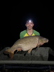 Common Carp