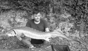 Sturgeon