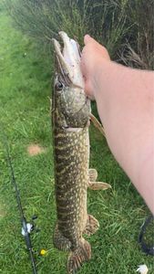 Northern Pike