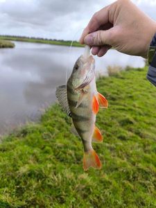European Perch