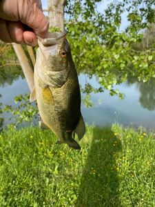 Largemouth Bass