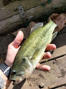 Largemouth Bass