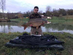 Common Carp