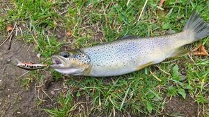 Brown Trout