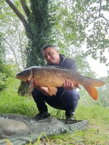 Common Carp