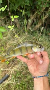European Perch