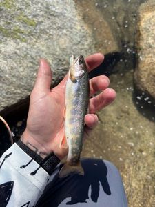 Brook Trout