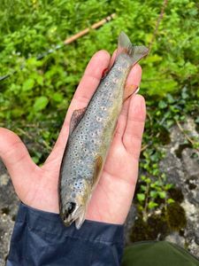 Brown Trout