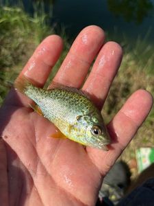 Green Sunfish