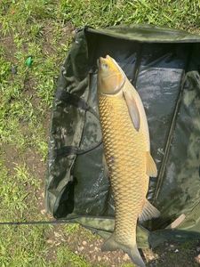 Grass Carp