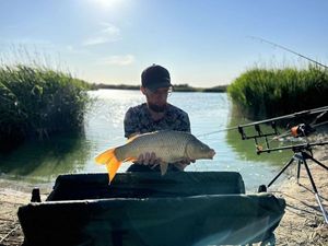 Common Carp