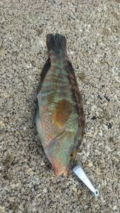 Ballan Wrasse