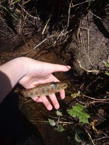 Brown Trout
