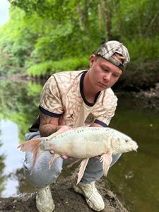 Koï Fish