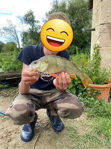 European Perch