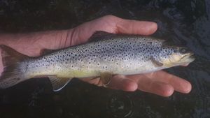 Brown Trout
