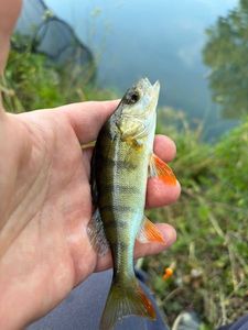 European Perch