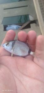 Common Two-banded Seabream