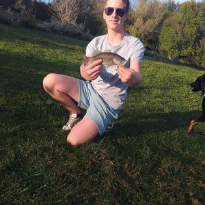 Largemouth Bass
