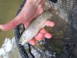 Brown Trout