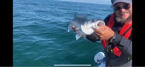 European Bass (Seabass)