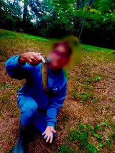 Brown Trout