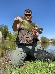 Smallmouth Bass