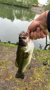 Largemouth Bass