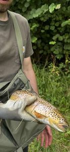 Brown Trout
