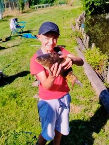 Mirror Carp