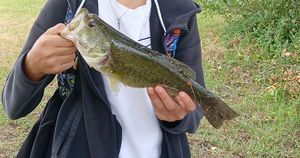 Smallmouth Bass