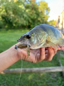 European Perch
