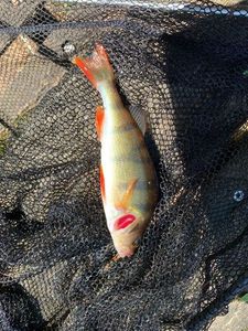 European Perch