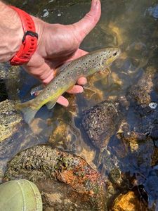 Brown Trout