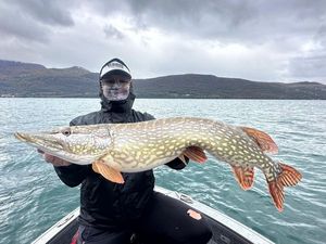 Northern Pike