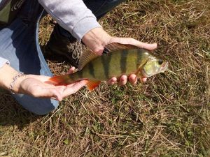 European Perch