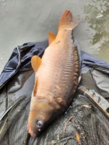 Mirror Carp