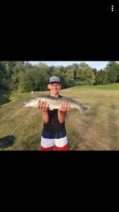 Zander