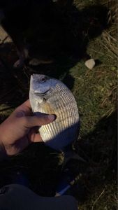 White Seabream
