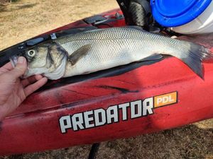 European Bass (Seabass)