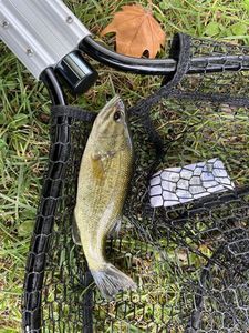 Largemouth Bass
